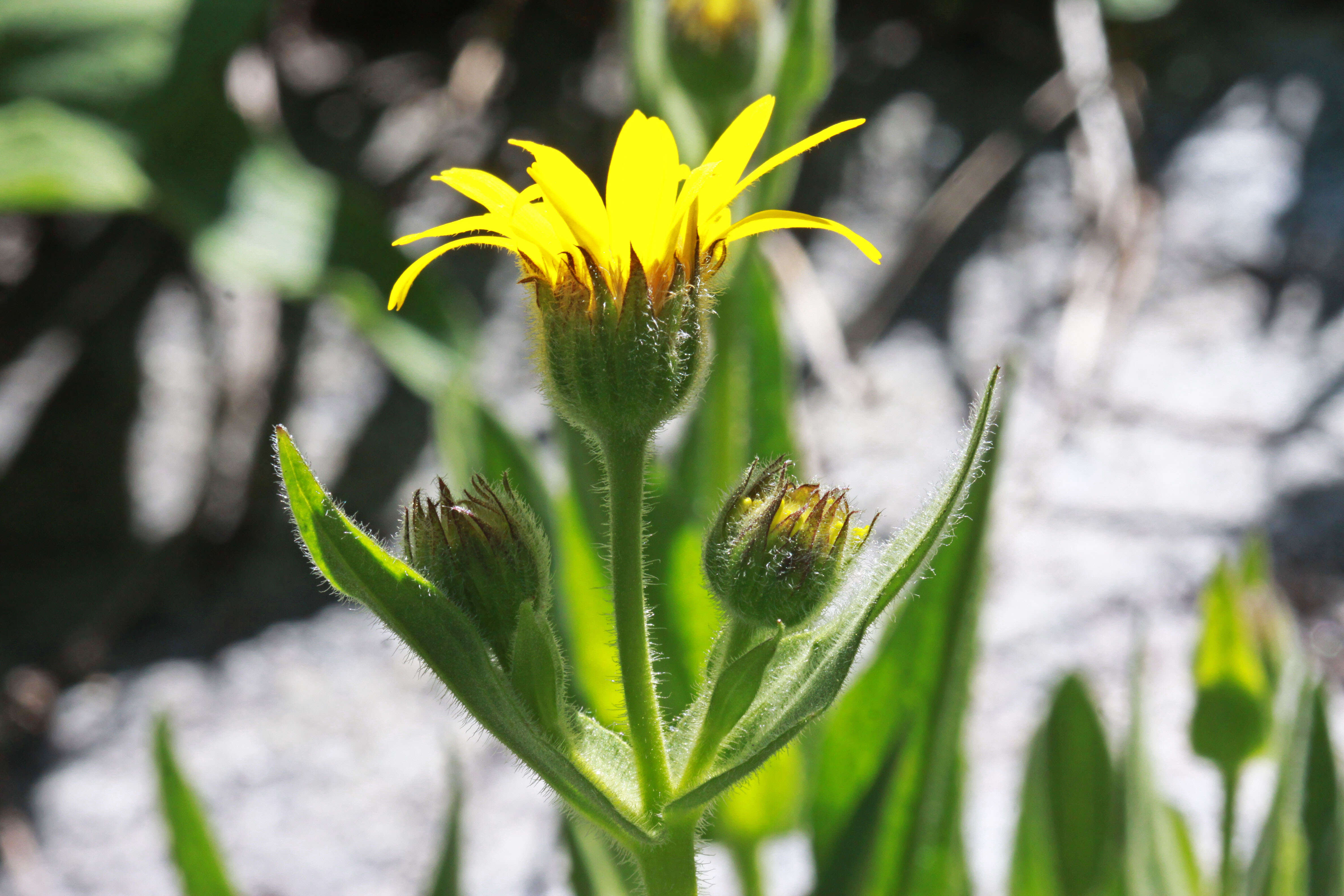 Image of hairy arnica