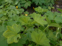 Image of hairy lady's mantle