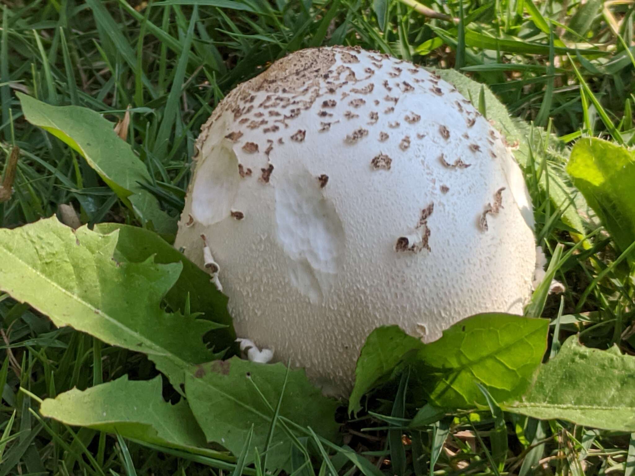 Image of Green-spored parasol