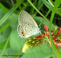 صورة Euchrysops cnejus (Fabricius 1798)