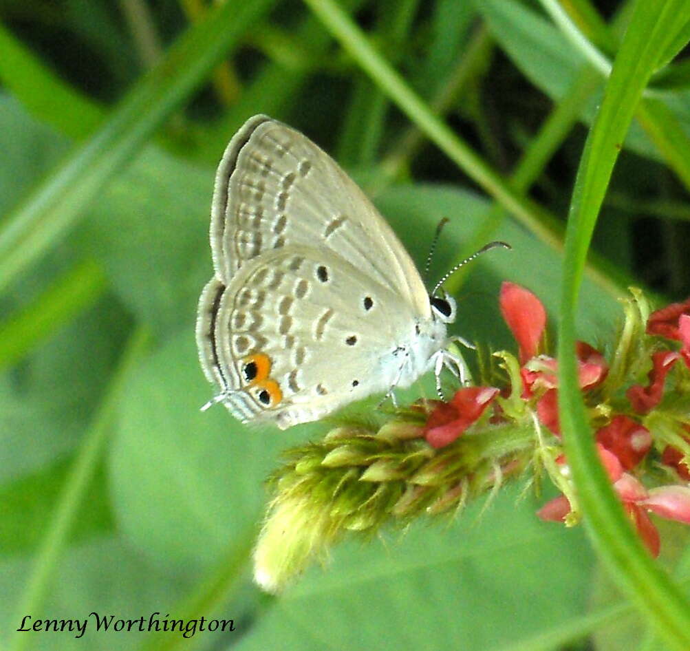 صورة Euchrysops cnejus (Fabricius 1798)