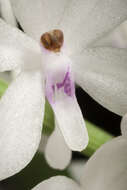 Image of Vanda christensoniana (Haager) L. M. Gardiner