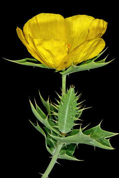 Image of Mexican pricklypoppy