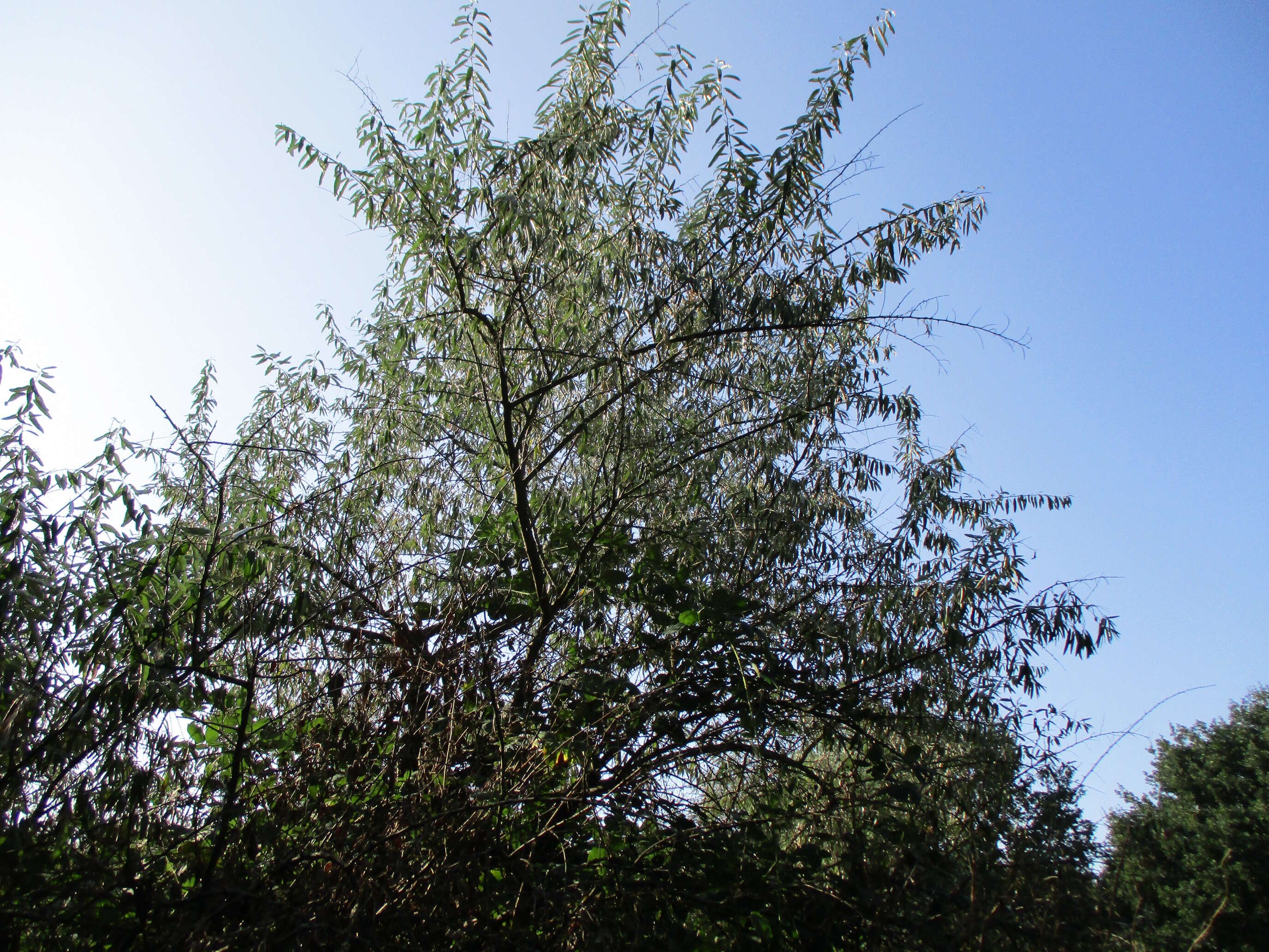 Image of Russian olive