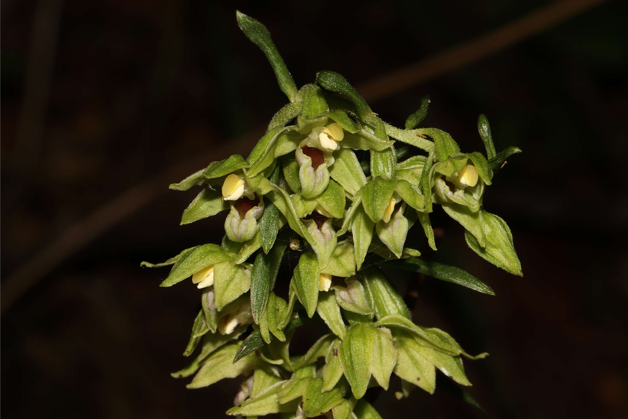 Imagem de Epipactis leptochila (Godfery) Godfery