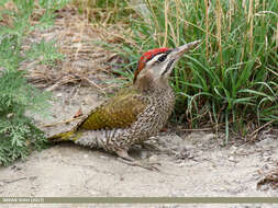 Image of Scaly-bellied Woodpecker