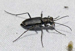 Image of Backroad tiger beetle