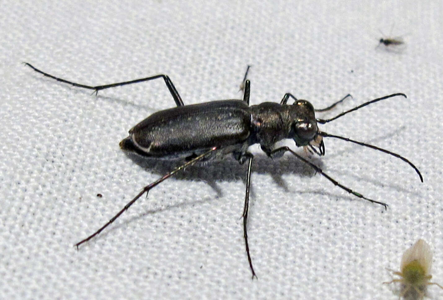 Image of Backroad tiger beetle