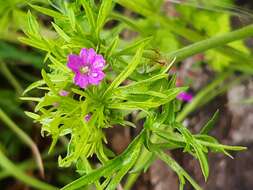 Image of cut-leaved cranesbill