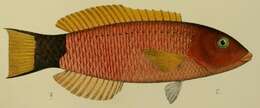 Image of Saddle wrasse