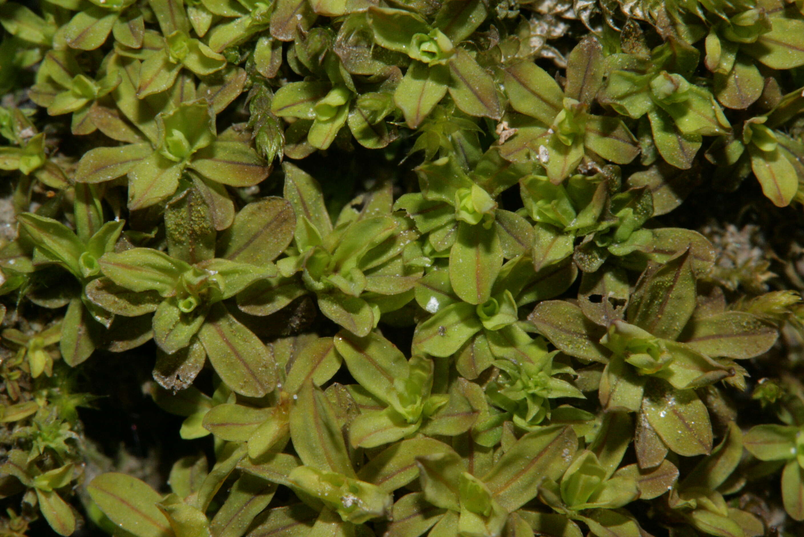 Image of Wideleaf Tortula Moss