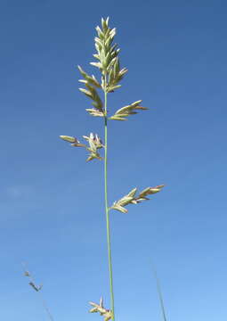 Image de Eragrostis brownii (Kunth) Nees