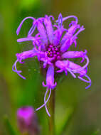 Слика од Liatris cylindracea Michx.