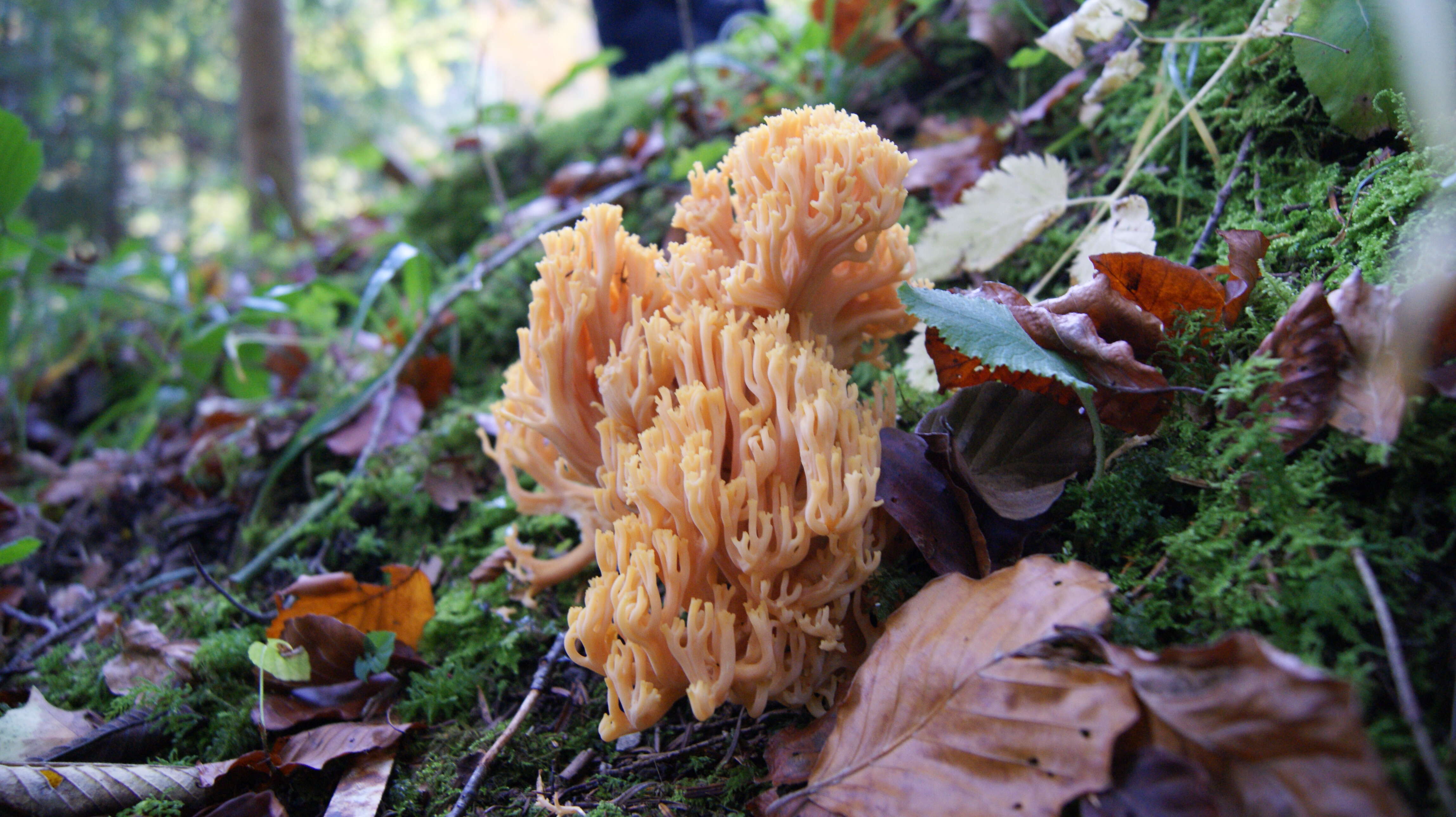 Image of Ramaria formosa (Pers.) Quél. 1888