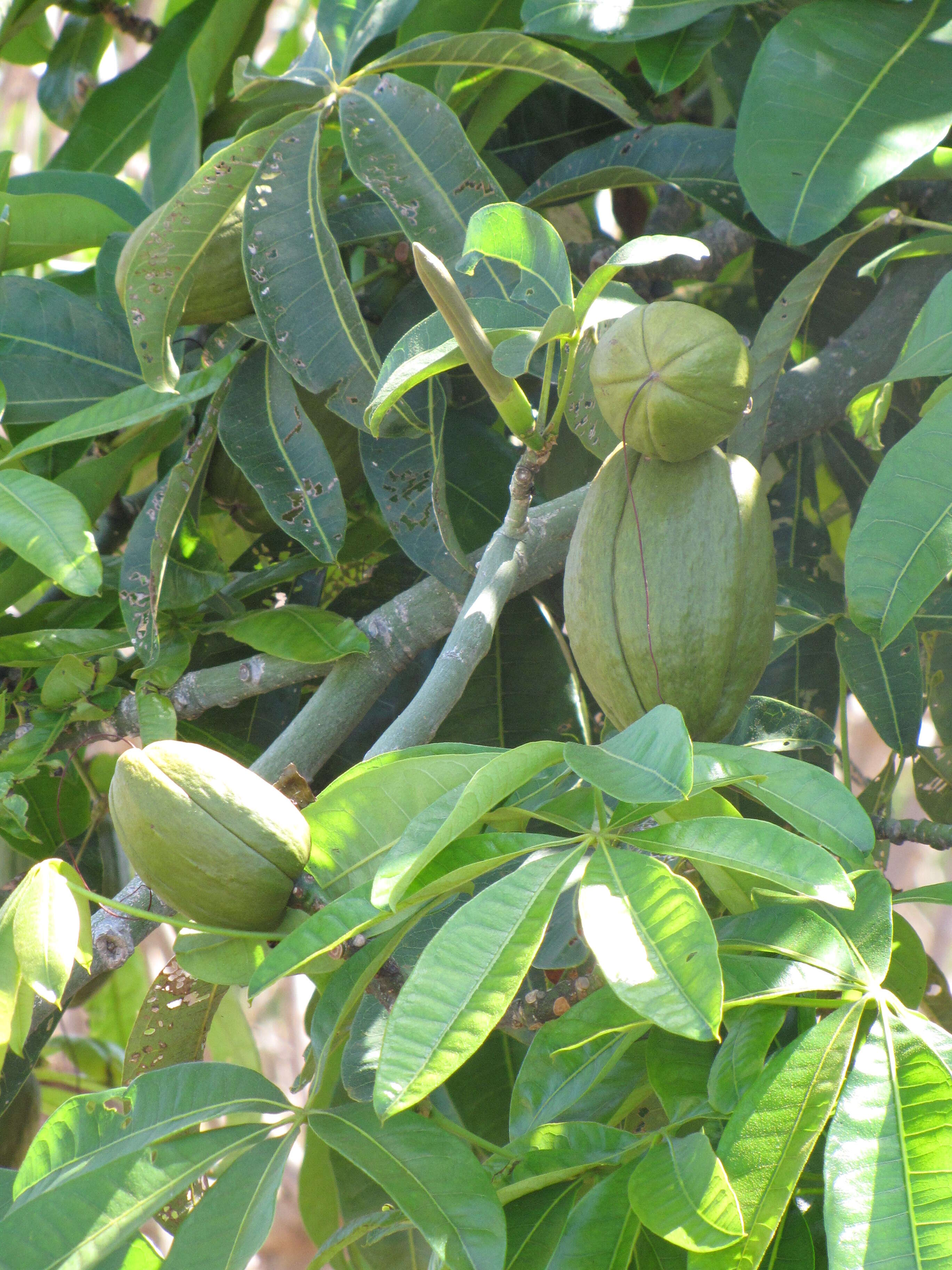 Image of Guiana-chestnut