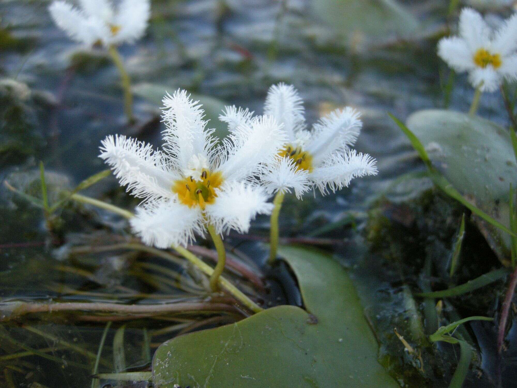 Image of Water-snowflake