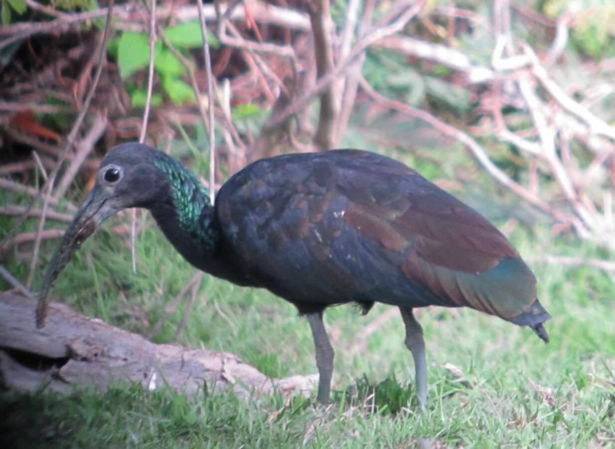 Image of Mesembrinibis Peters & JL 1930