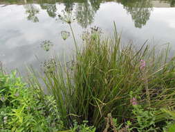 Image of flowering rush family