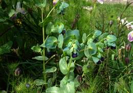 Cerinthe major L. resmi