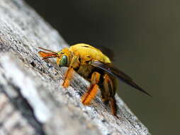 Image of large carpenter bee