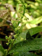 Image of Greater yellowspike orchid