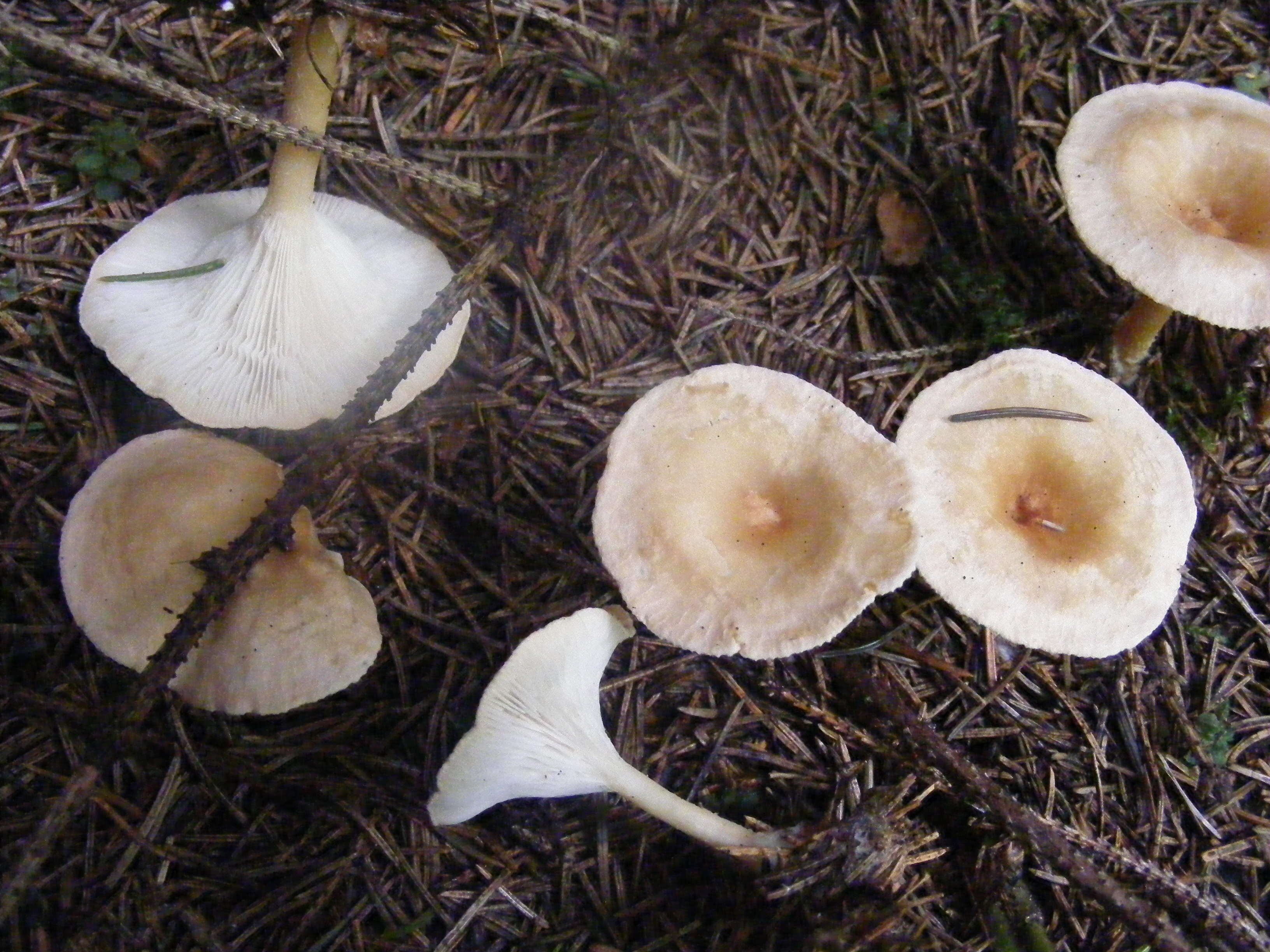 Image of funnel clitocybe