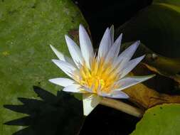 Image of Cape Blue Water-Lily