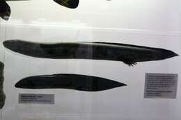 Image of South American lungfishes