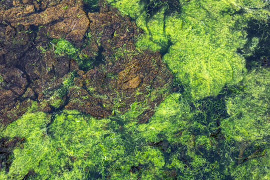 Image of Brown algae