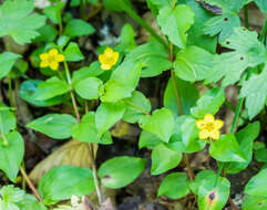 Lysimachia nemorum L. resmi