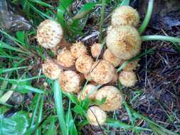 Pholiota squarrosa (Vahl) P. Kumm. 1871 resmi