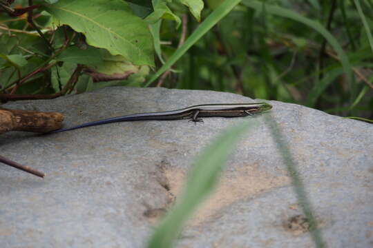 Image de Plestiodon latiscutatus Hallowell 1861