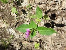 Image of Downy Hemp Nettle