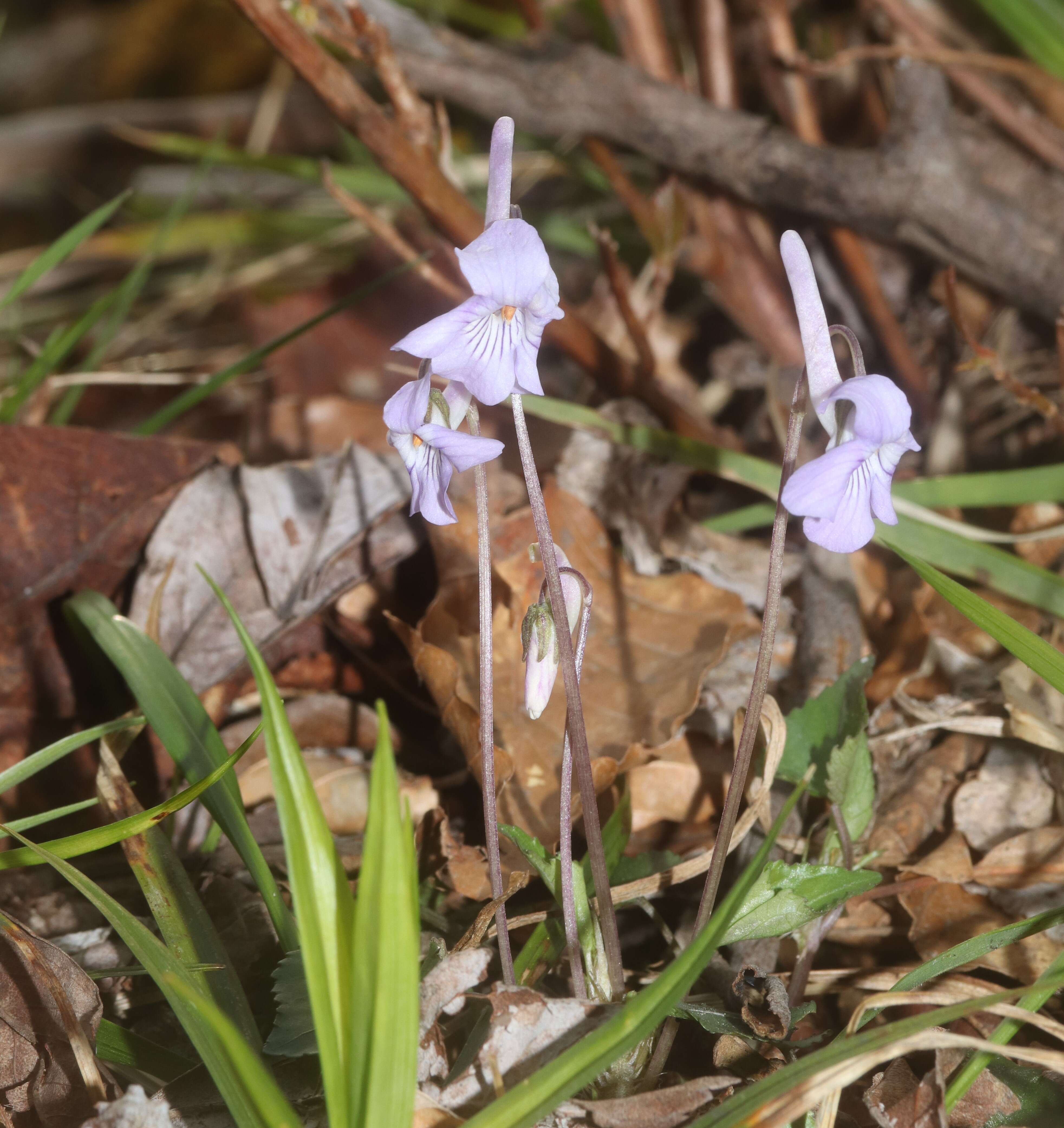 Imagem de Viola rostrata Pursh