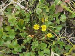 Image of nipplewort