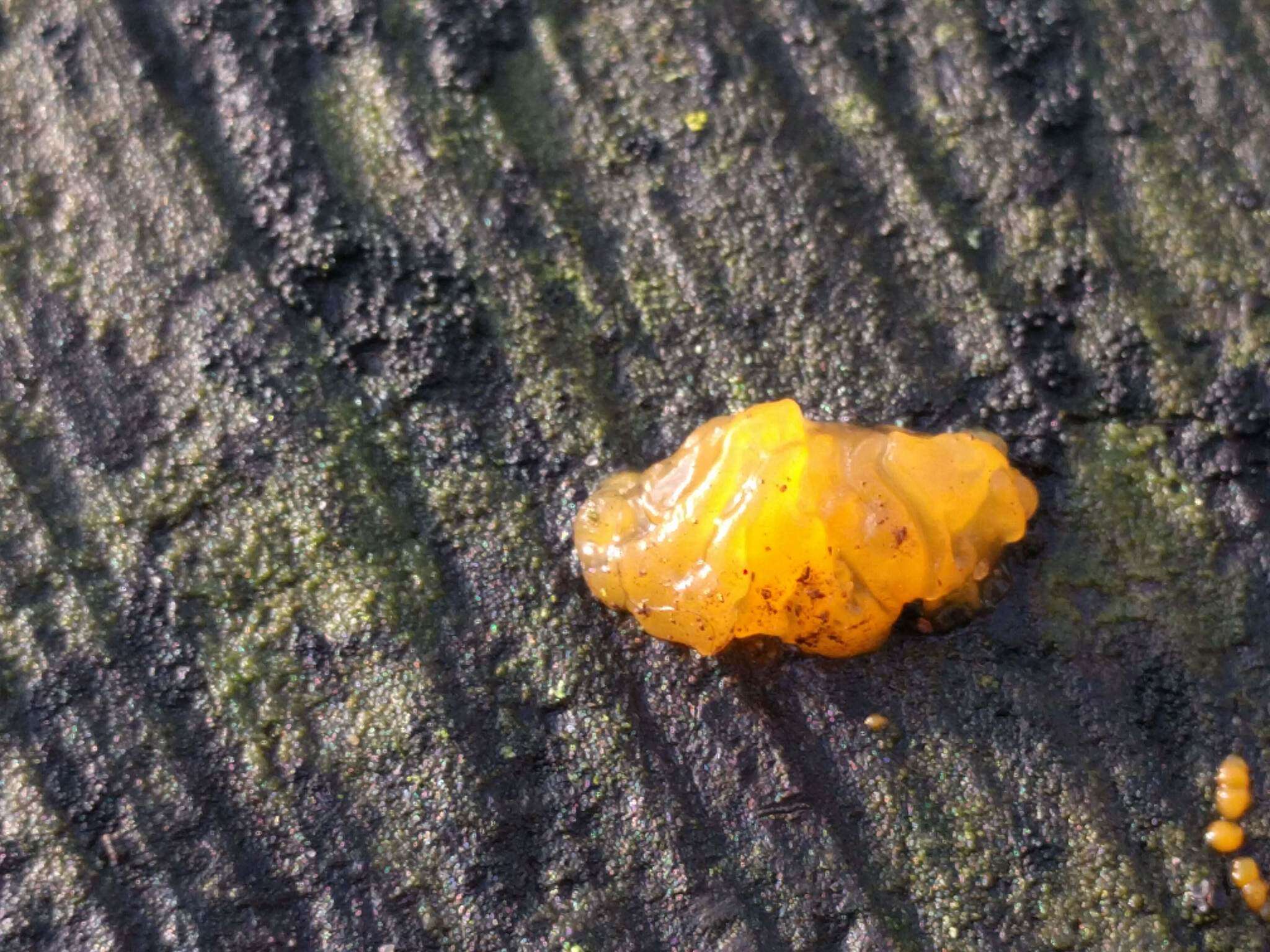 Image of Witches butter