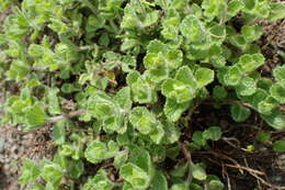 Слика од Teucrium pyrenaicum L.
