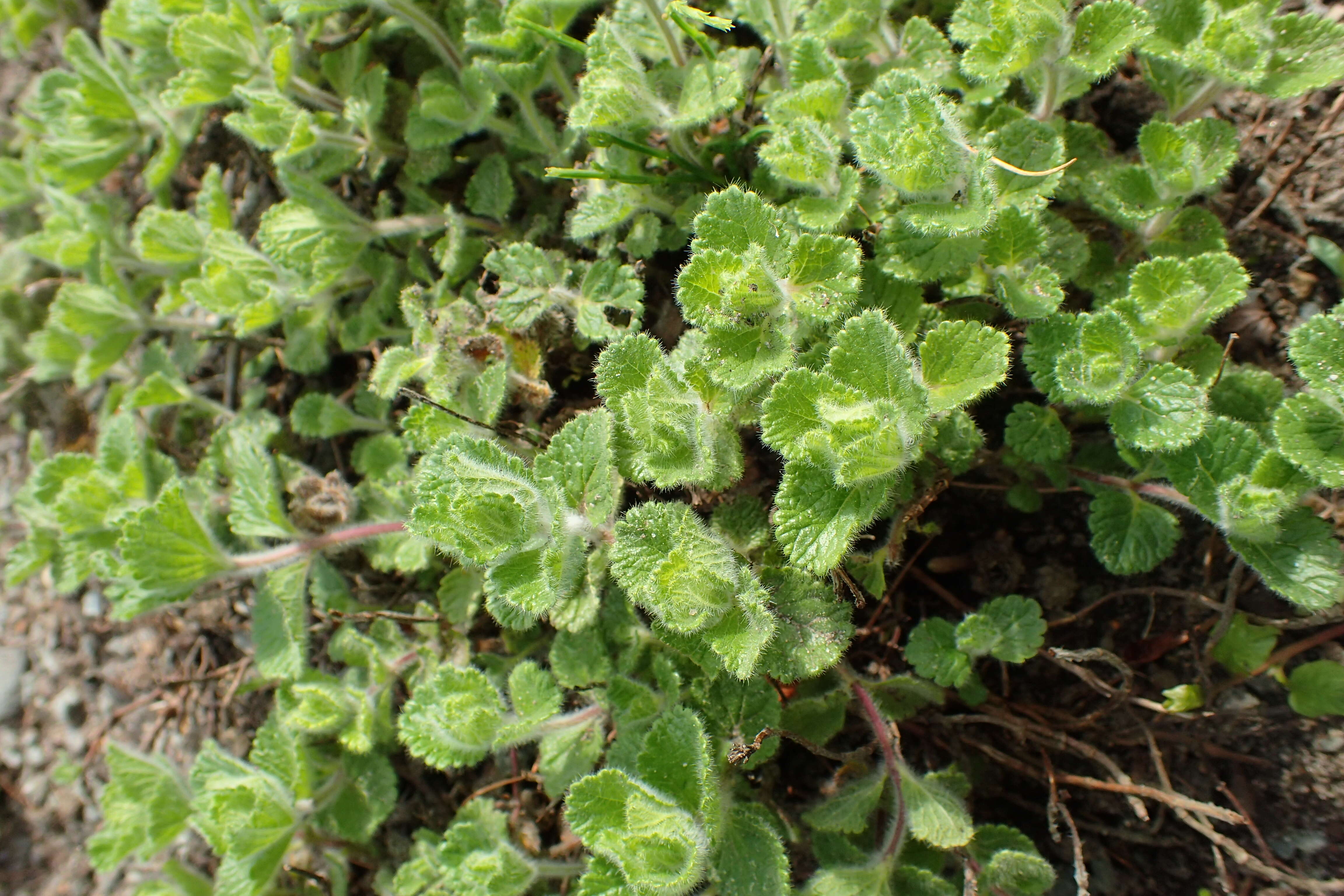 Слика од Teucrium pyrenaicum L.