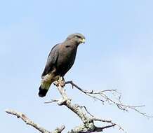 Image of Banded Snake-Eagle