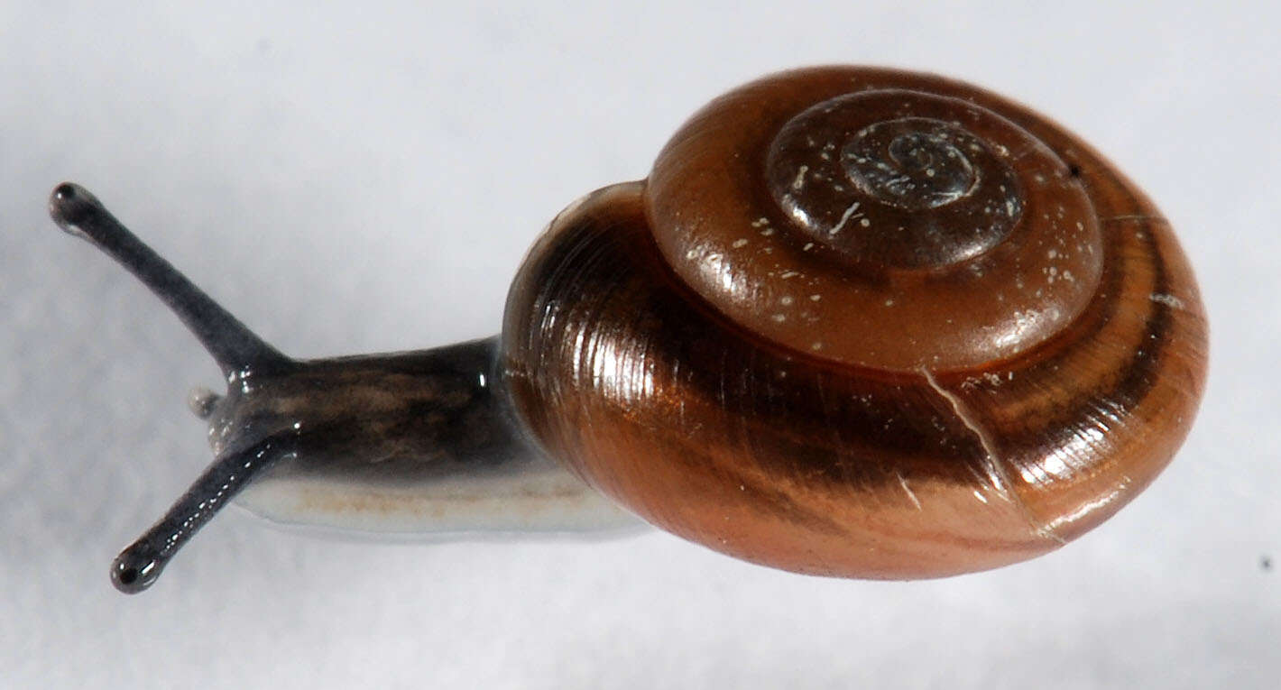 Image of bark snail