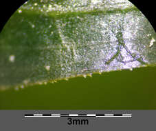 Image of Perfoliate Pondweed