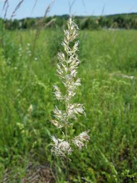 Image of June grass