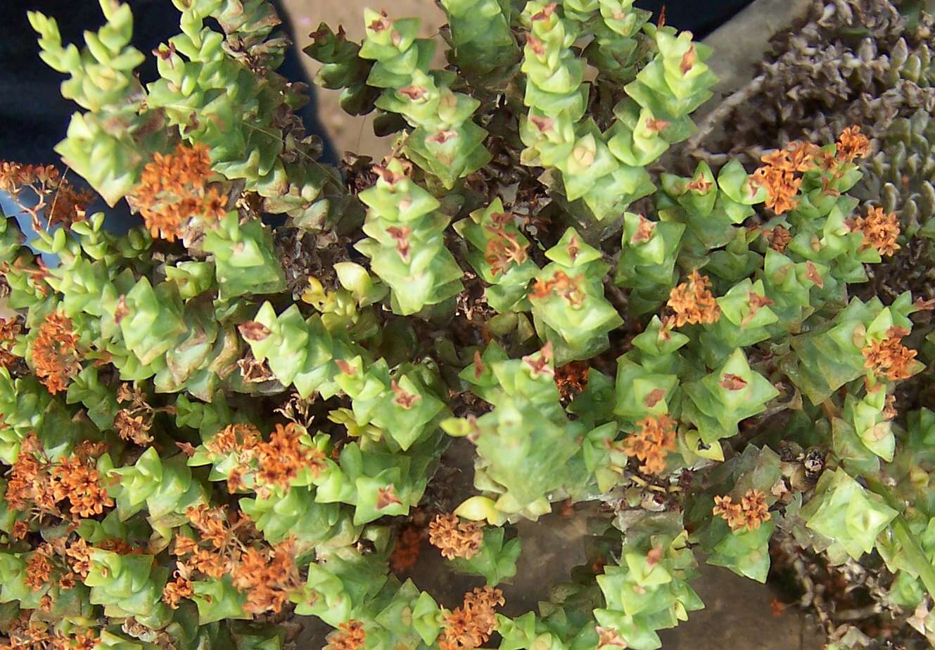 Image of Concertina plant