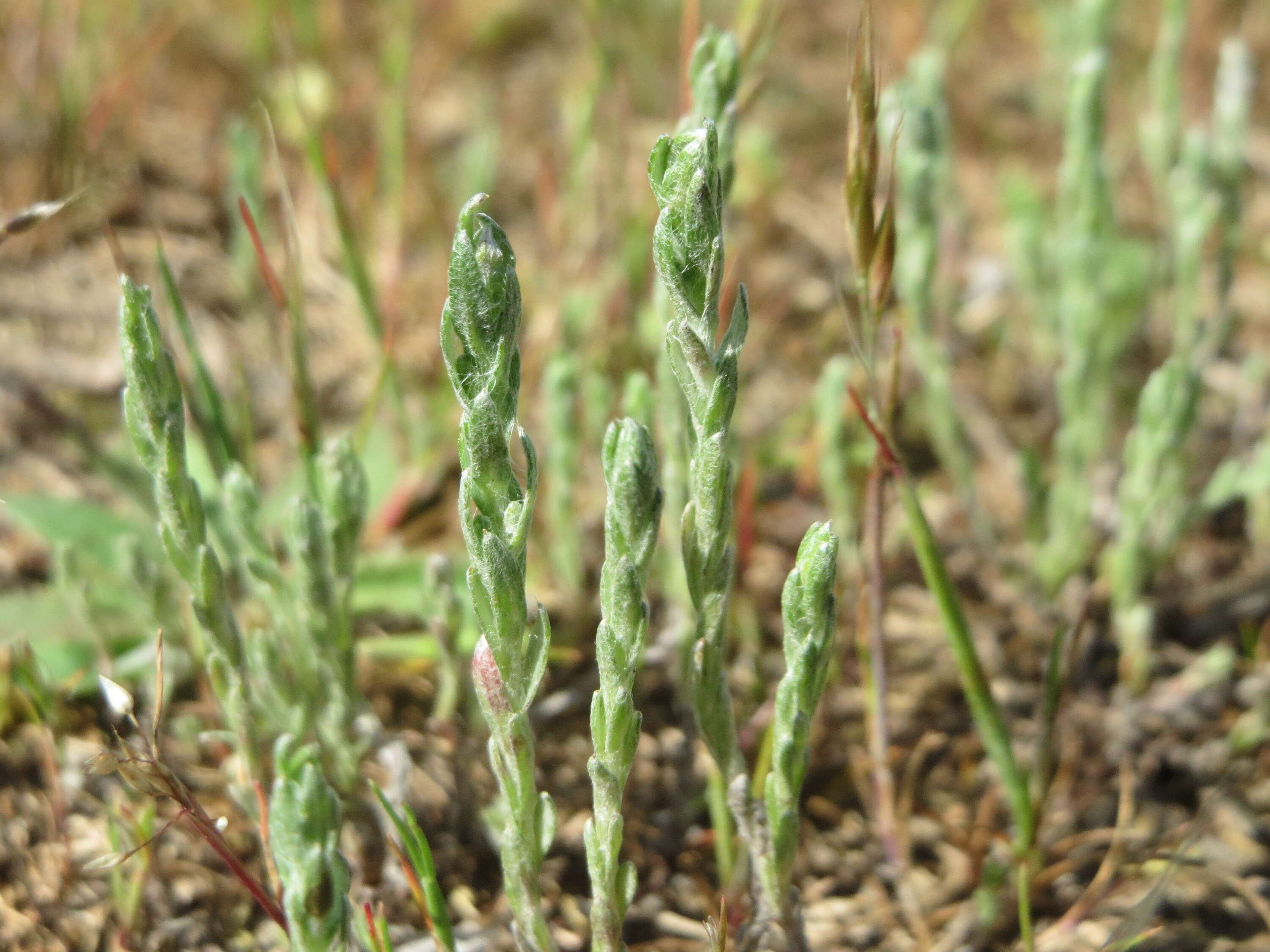 Image of field cudweed