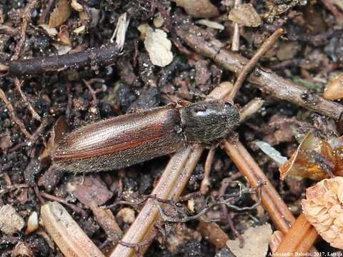 Image of Agriotes pallidulus