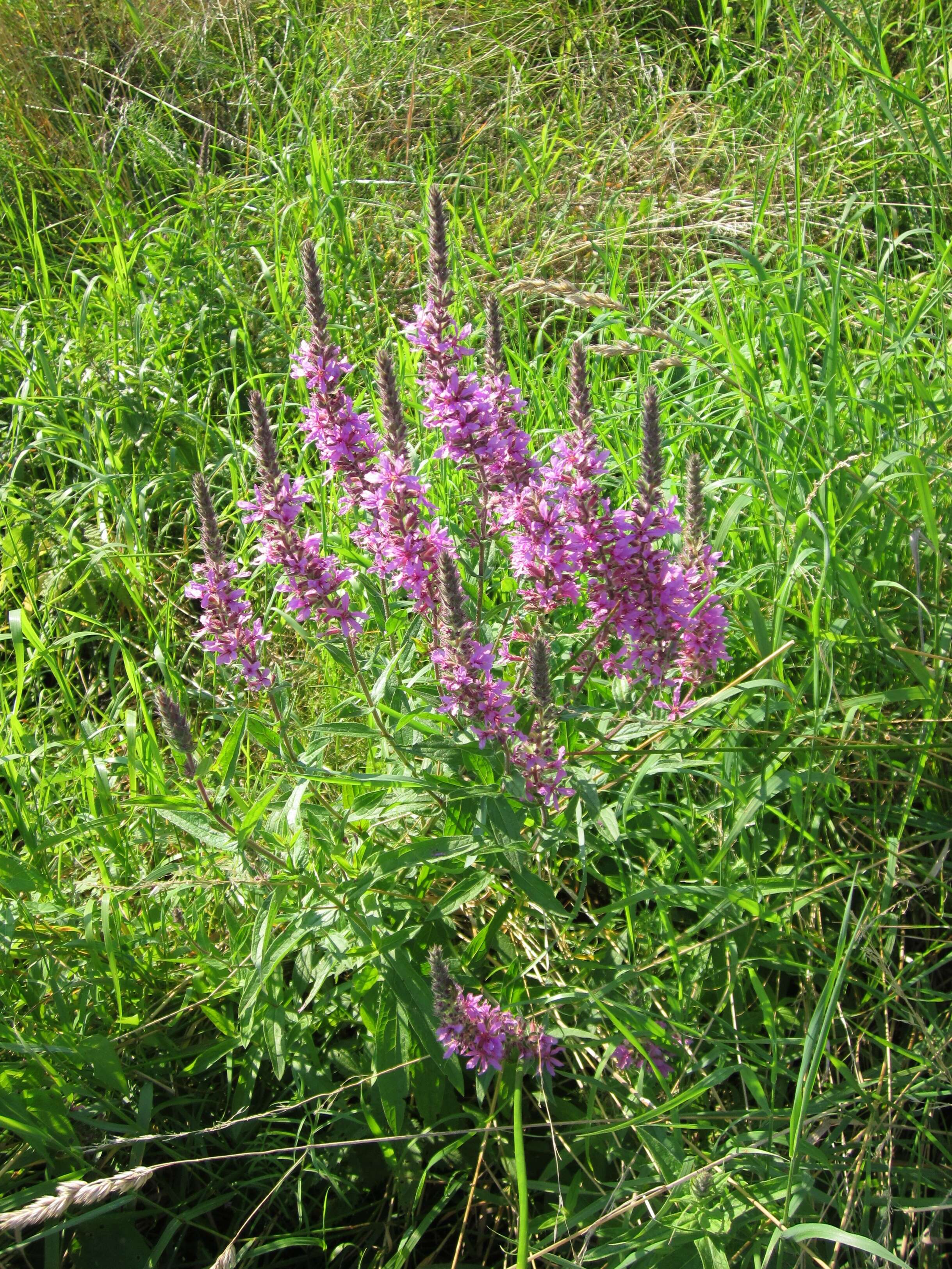 Image of Purple Loosestrife