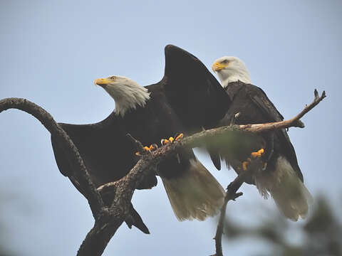 Image of Bald Eagle