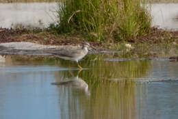 Image of Gray-tailed Tattler