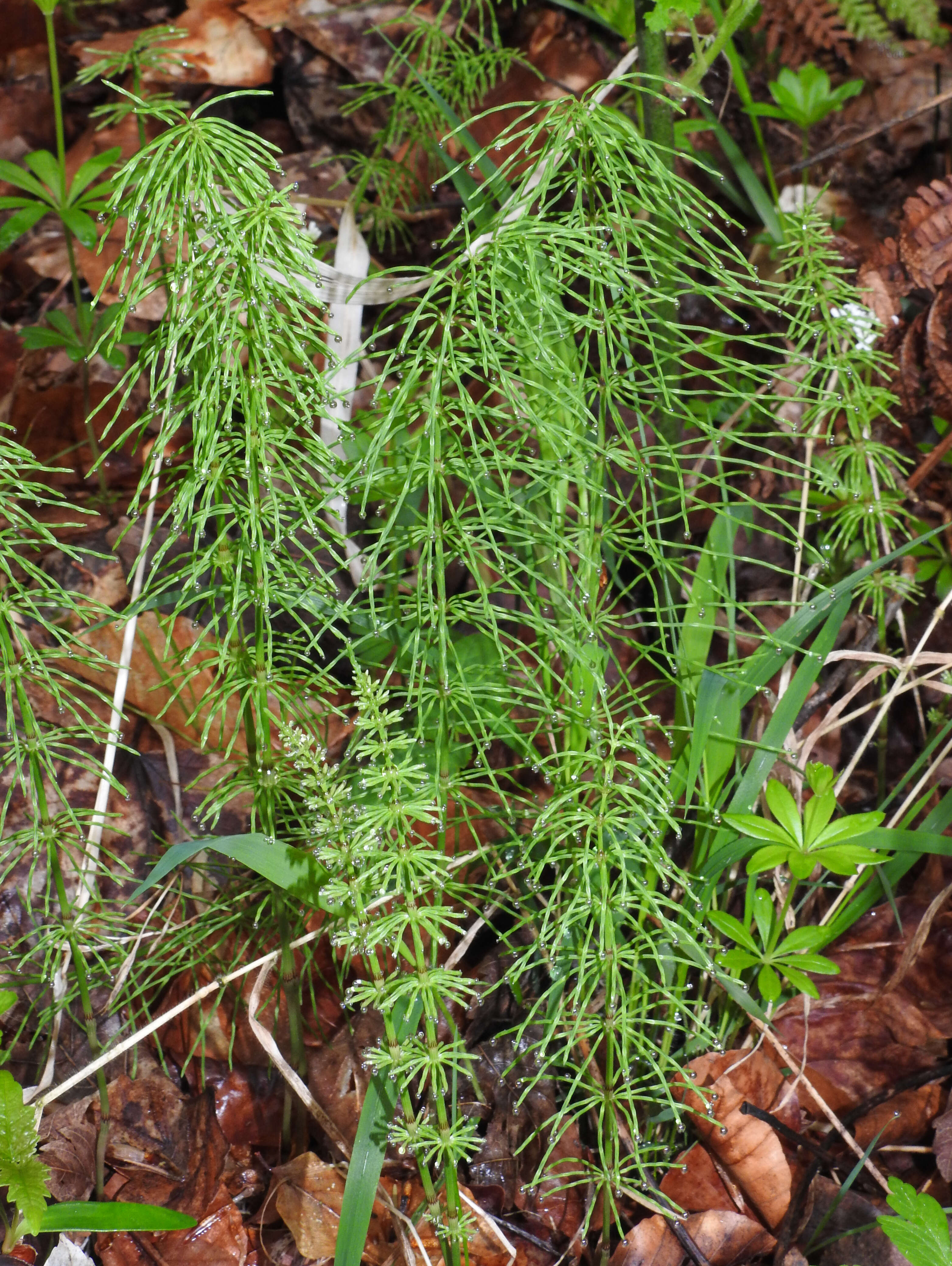 Image of Shady Horsetail