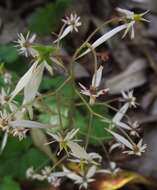 Image of saxifrage